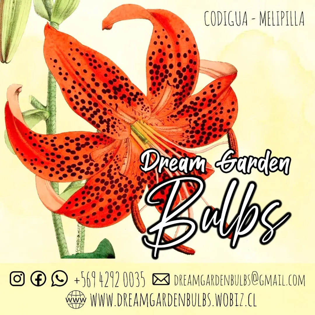 Dream Garden Bulbs